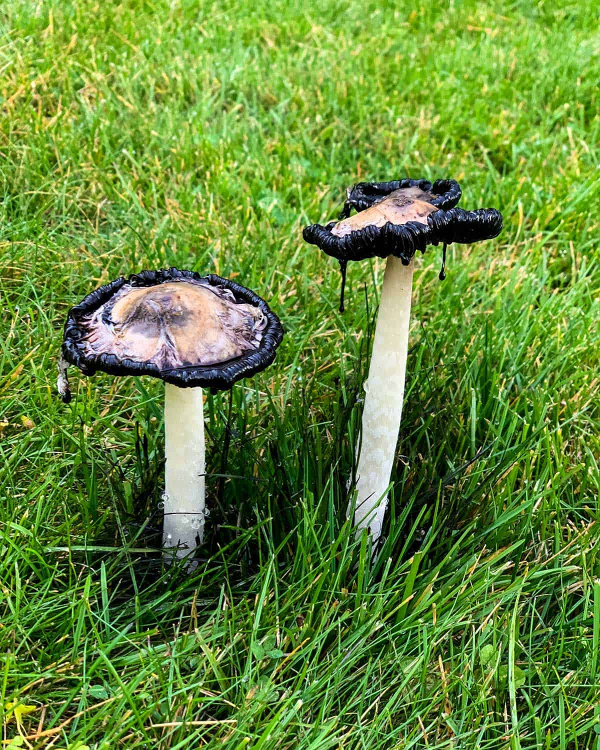 Shaggy mane mushrooms with black goo dripping. 