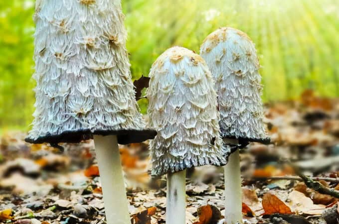 3 shaggy mane mushrooms growing out of a forest ground with fall leaves.