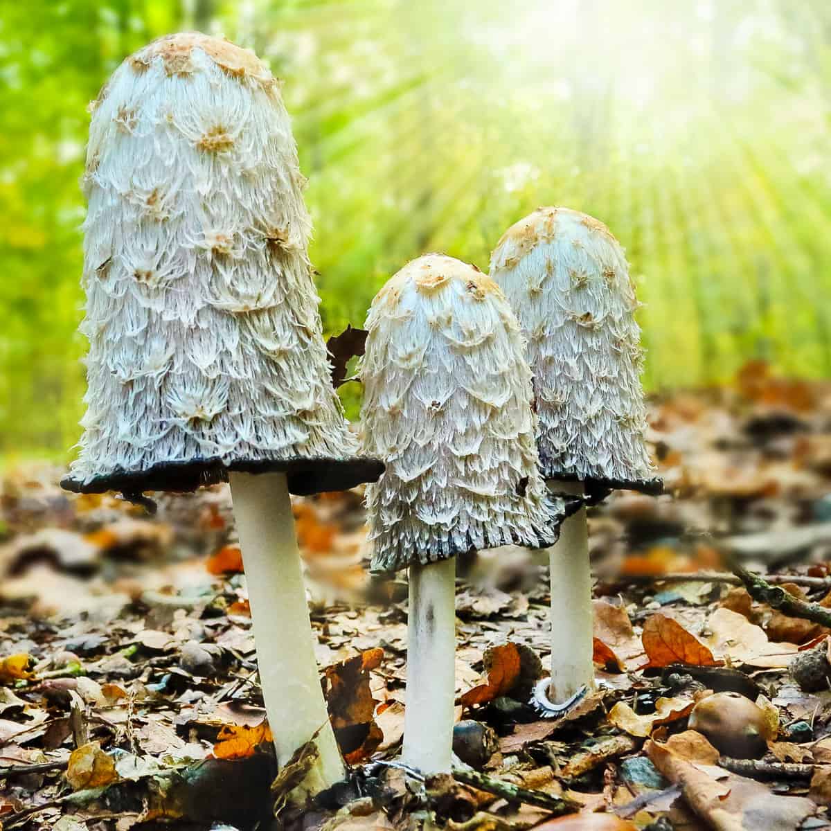 3 shaggy mane mushrooms growing out of a forest ground with fall leaves. 