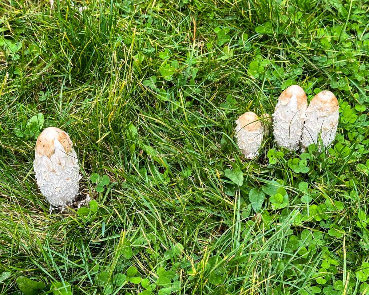 A cluster of shaggy mane mushrooms in grass. 