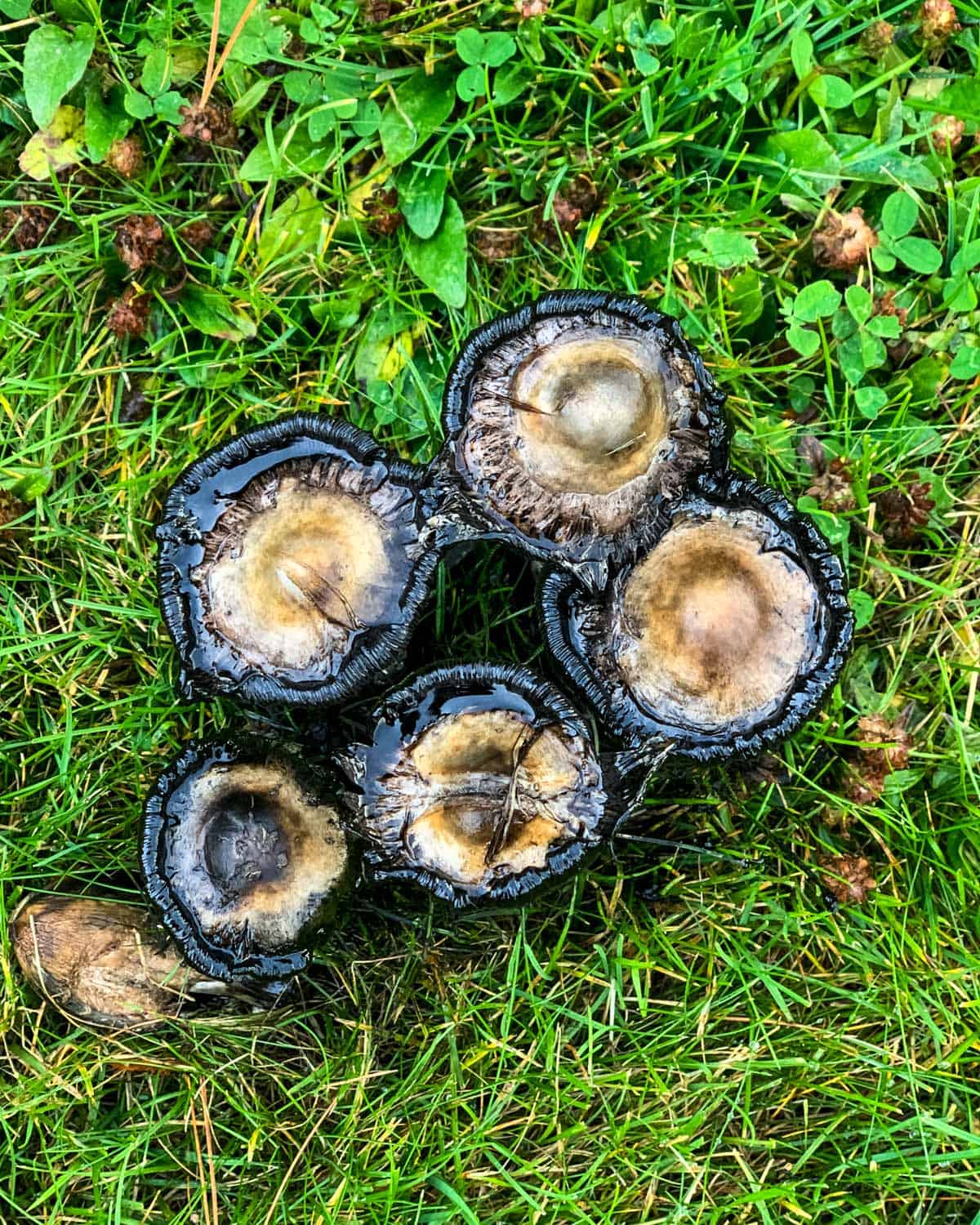 Top view of inky gooey shaggy mane mushrooms. 