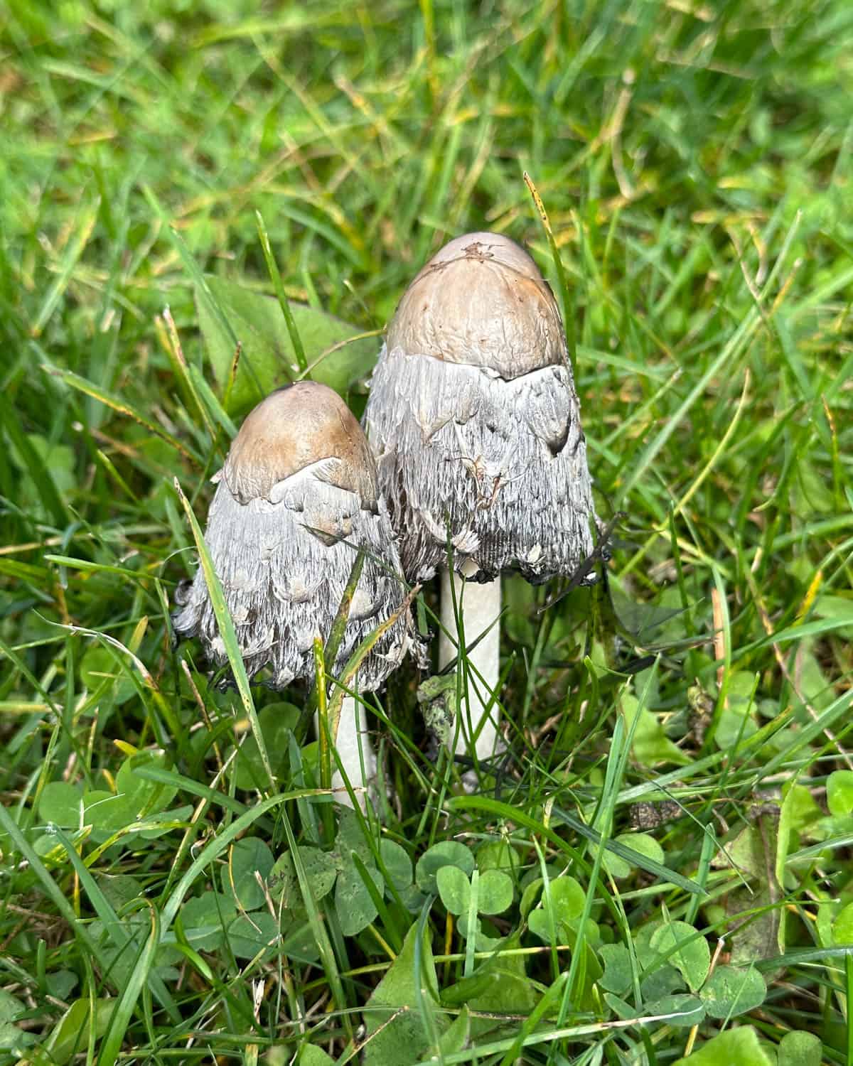 Shaggy mane mushrooms just starting to turn, growing in grass. 