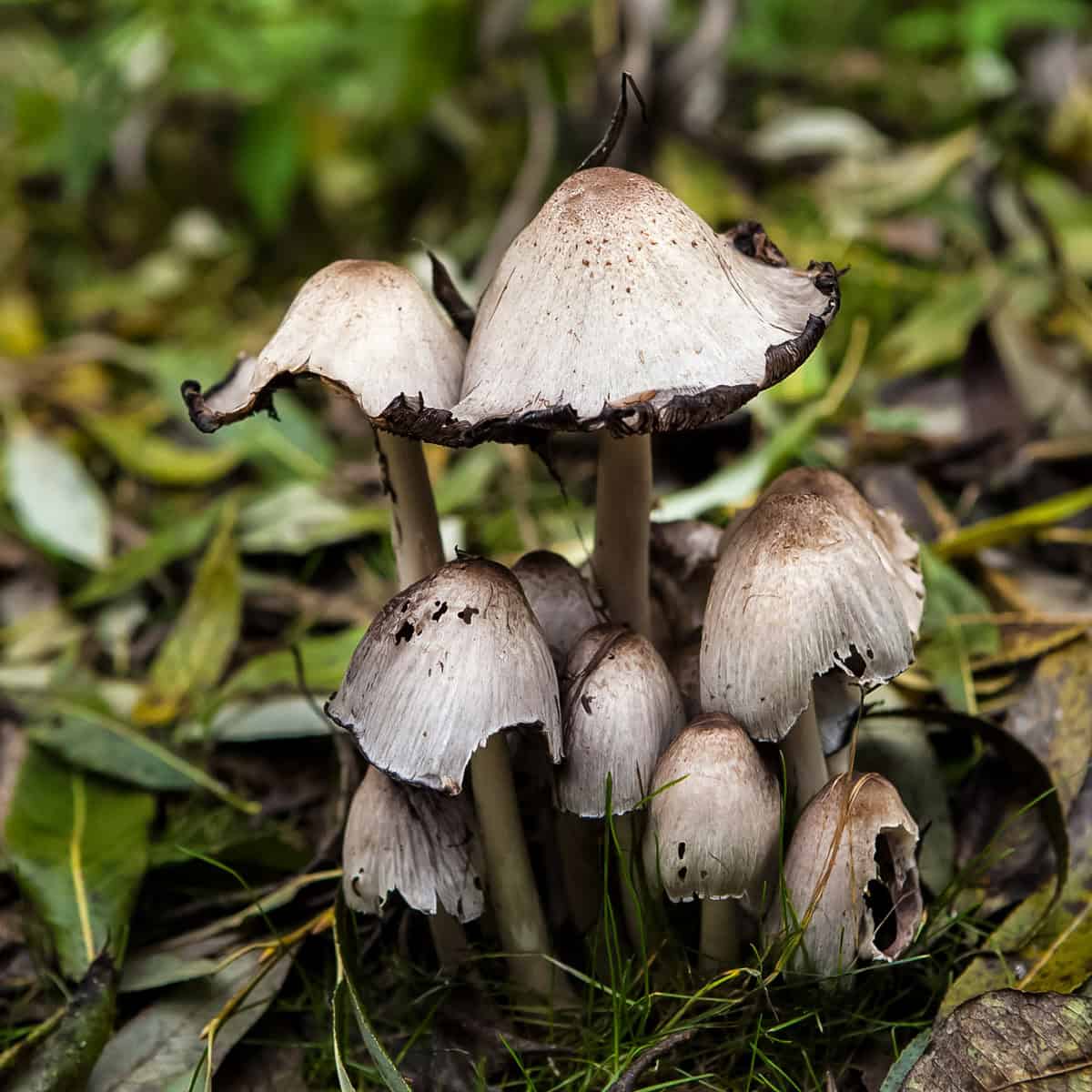 Tippler's bane mushroom cluster growing in the woods. 