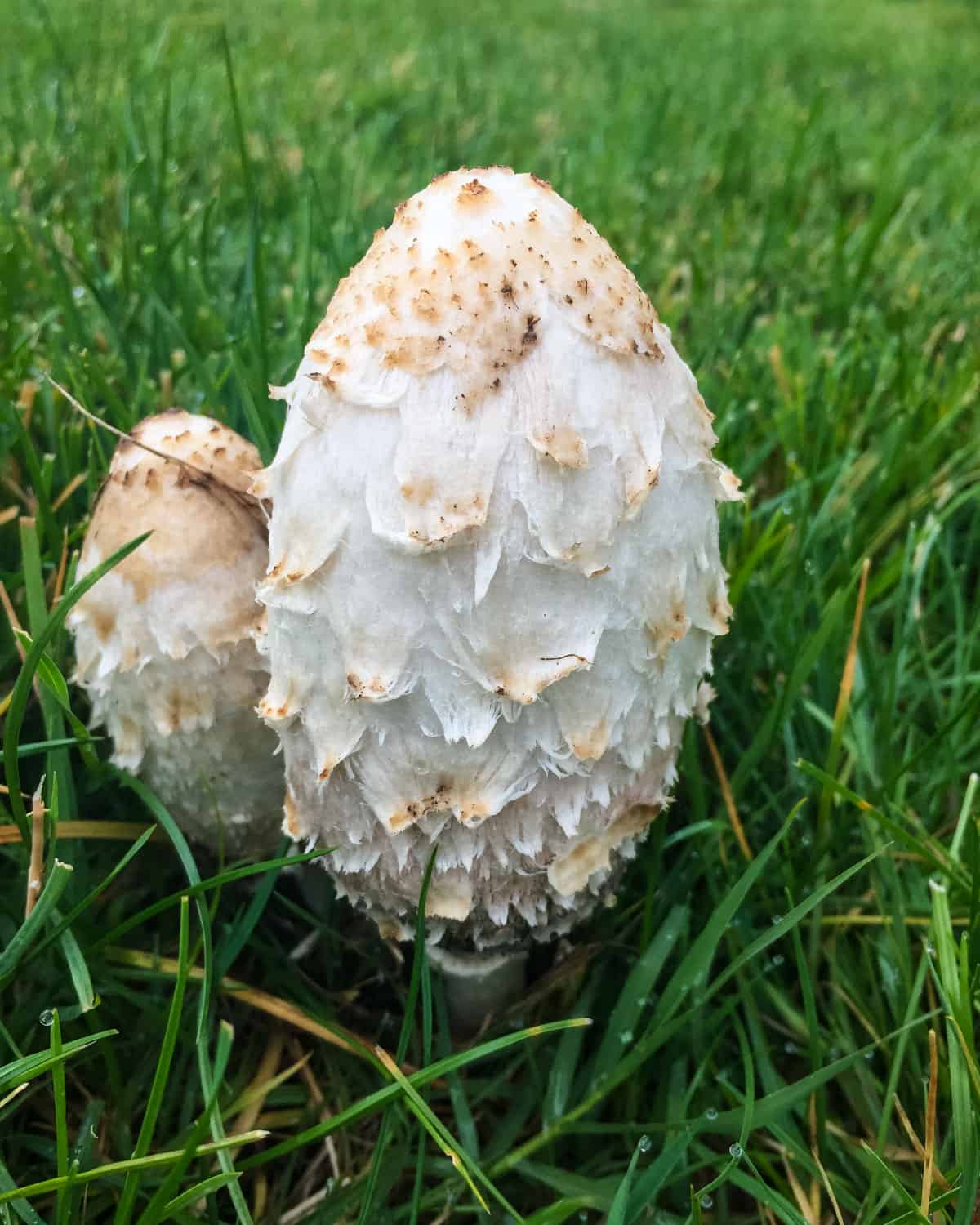 Two shaggy mane mushrooms growing in grass. 